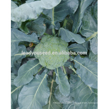 MBR01 Bizhu 58 days f1 hybrid chinese broccoli seeds for planting